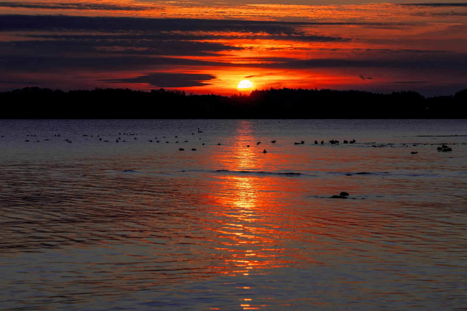Chiemsee bei Sonnenuntergang mit Wasservögeln