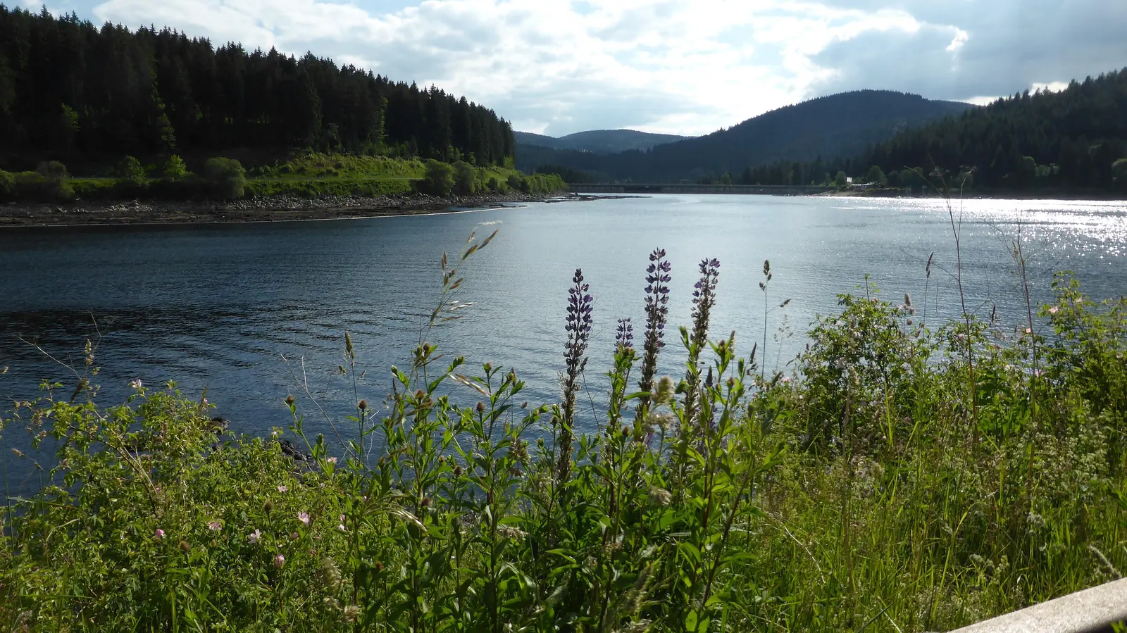 Schluchsee im Schwarzwald mit blühenden Lupinen am Ufer
