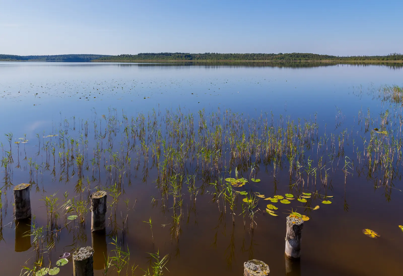 Priesterbäker See mit Holzpfählen und Seerosenblättern im flachen Wasser