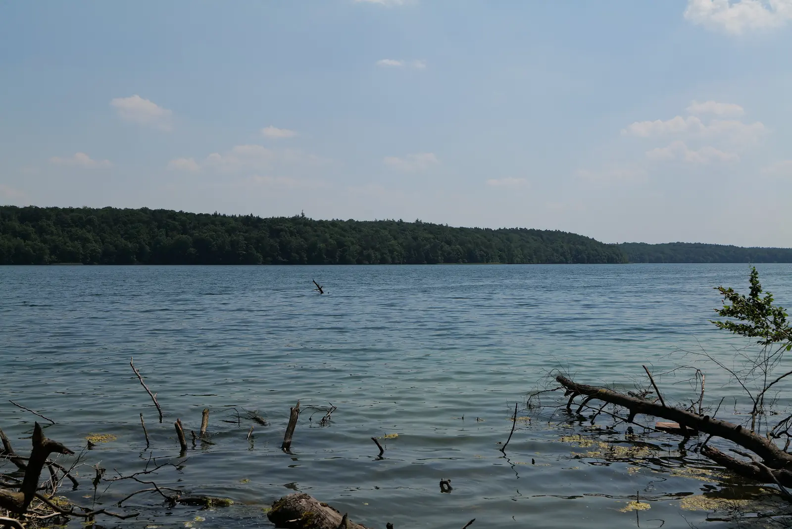 Ufer des Großen Stechlinsees mit Totholz im Wasser und bewaldetem Gegenufer